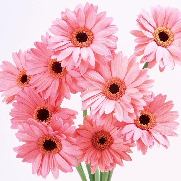 Meet your Posher, Lisa - Picture 1 of 8